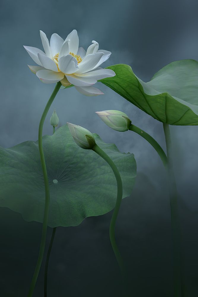 Lotus art print by Ningyun Ye for $57.95 CAD