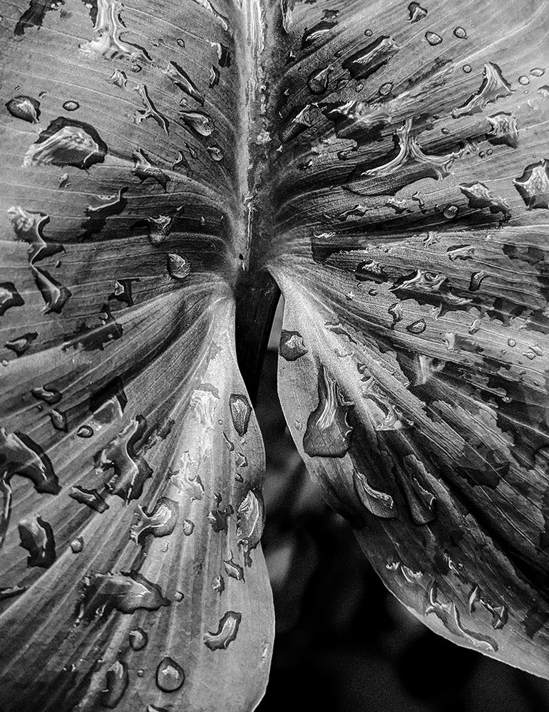 Leafy Looks art print by Elizabeth Allen for $57.95 CAD