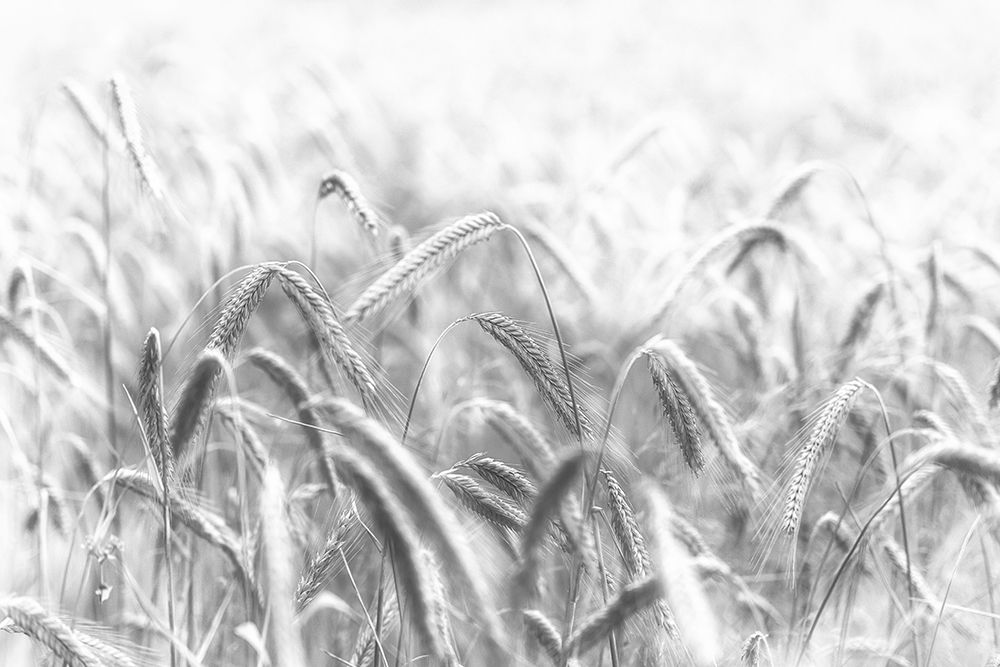 Corn art print by Michael for $57.95 CAD