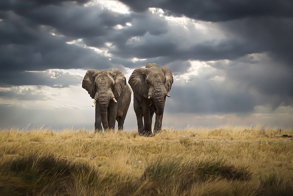 Brothers art print by Christian Kurz for $57.95 CAD