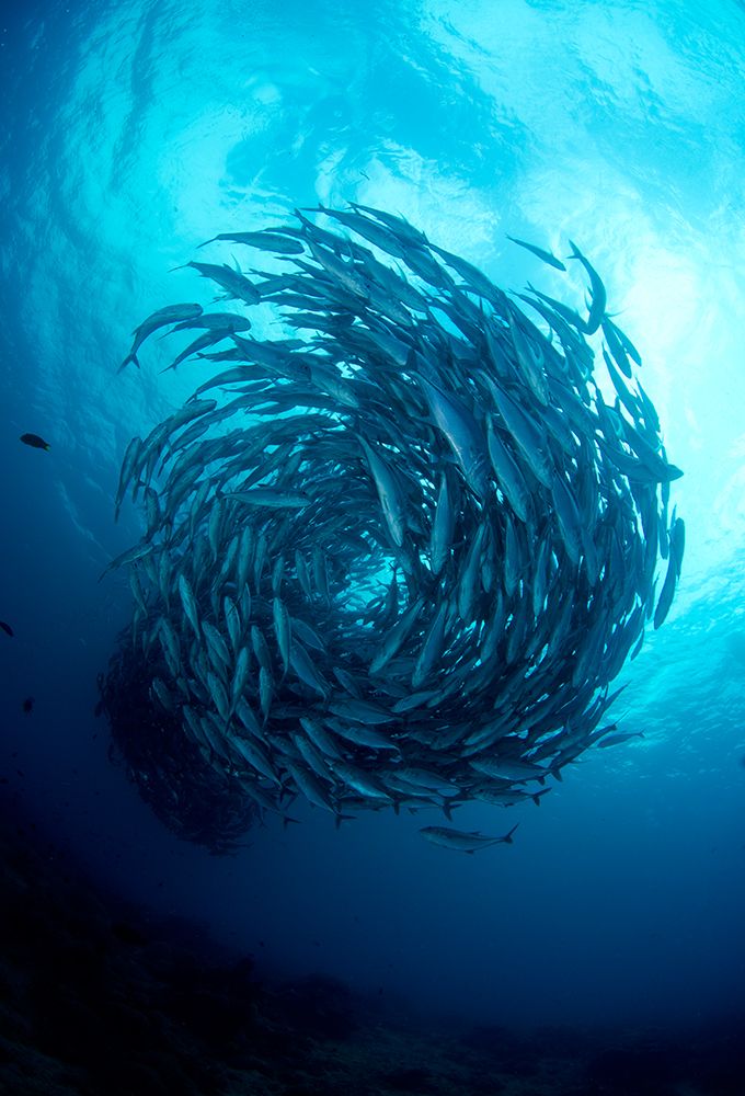 Fish Tornado art print by Ryan Y Lin for $57.95 CAD