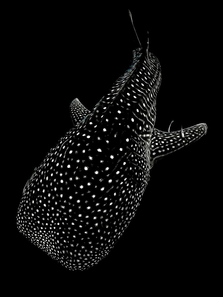 Spotted sea art print by Serge Melesan for $57.95 CAD