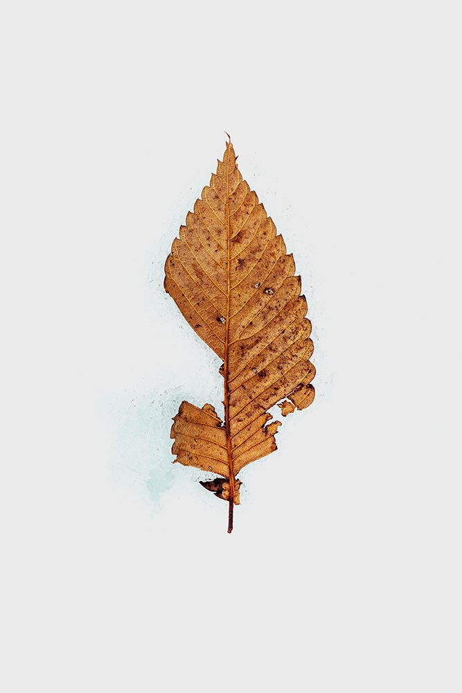 Winter Hide and Seek art print by Takahashi Hiroto for $57.95 CAD