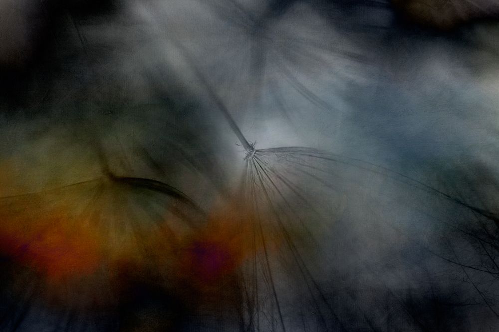 Tragopogon abstract art print by Lotte Gronkjar for $57.95 CAD