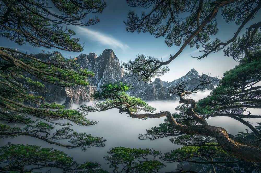 Strange Pine Tree In Yellow Mountain art print by Ningyun Ye for $57.95 CAD