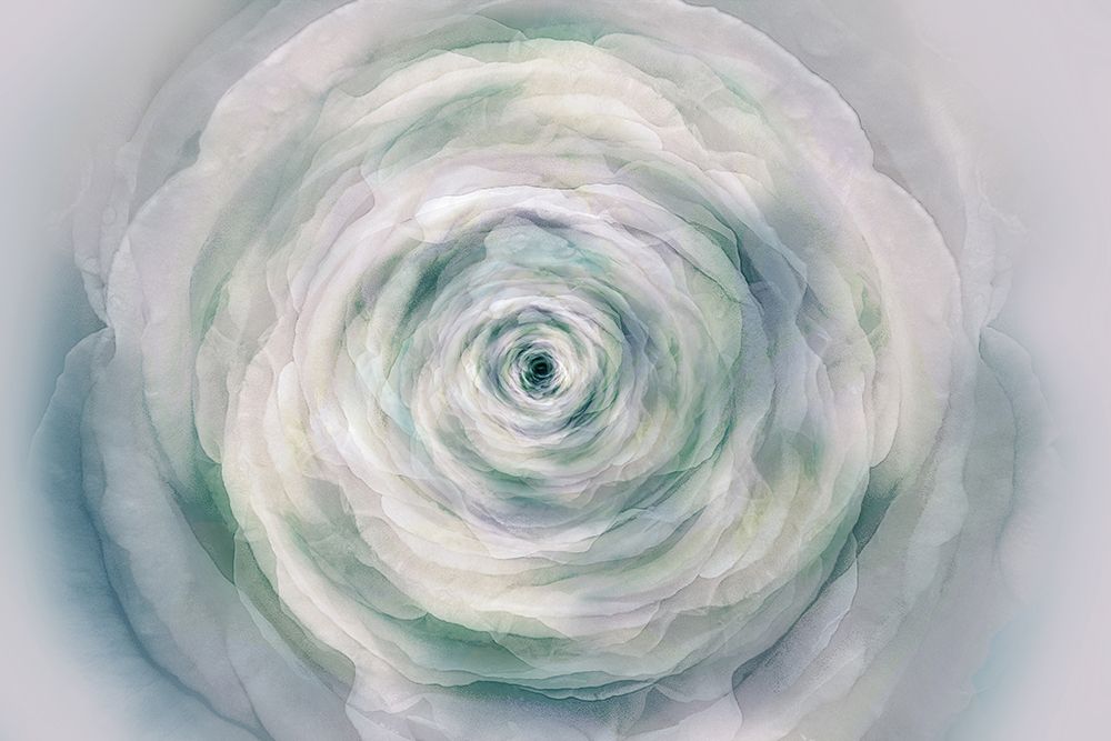 A rose art print by Ludmila Shumilova for $57.95 CAD