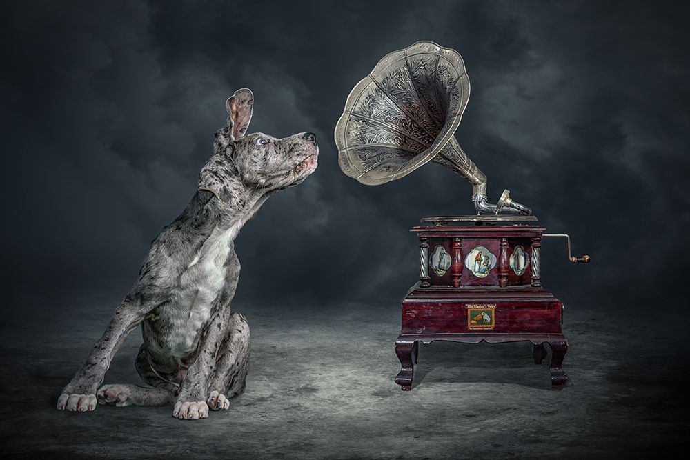 Musicdog art print by Marcel Egger for $57.95 CAD