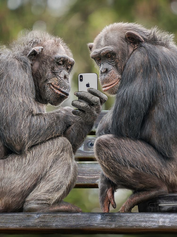 Monkeyphone art print by Marcel Egger for $57.95 CAD