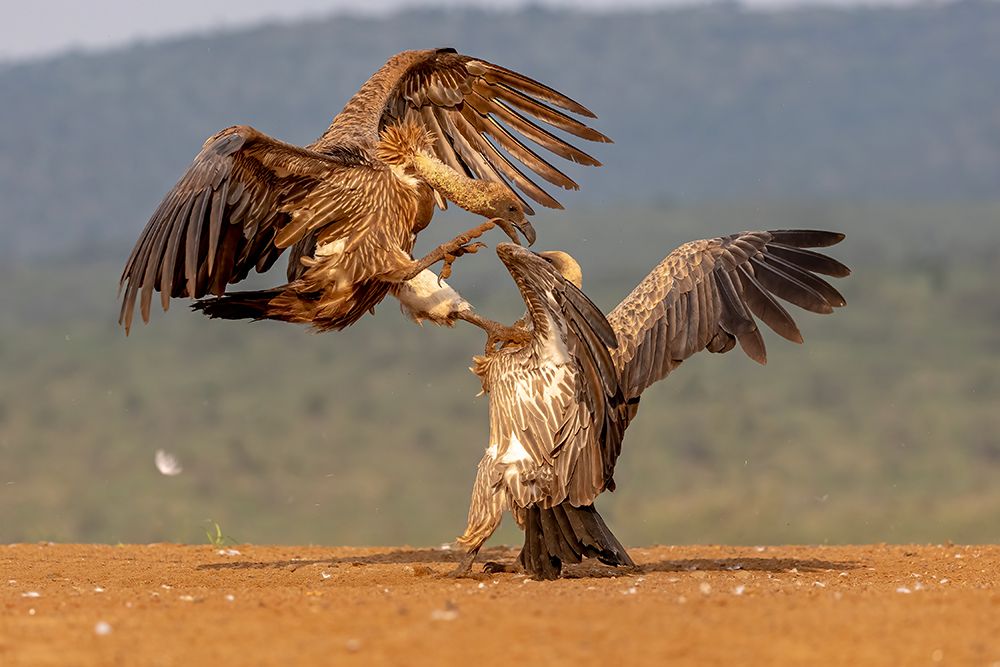 Vulture Fight art print by Alessandro Catta for $57.95 CAD