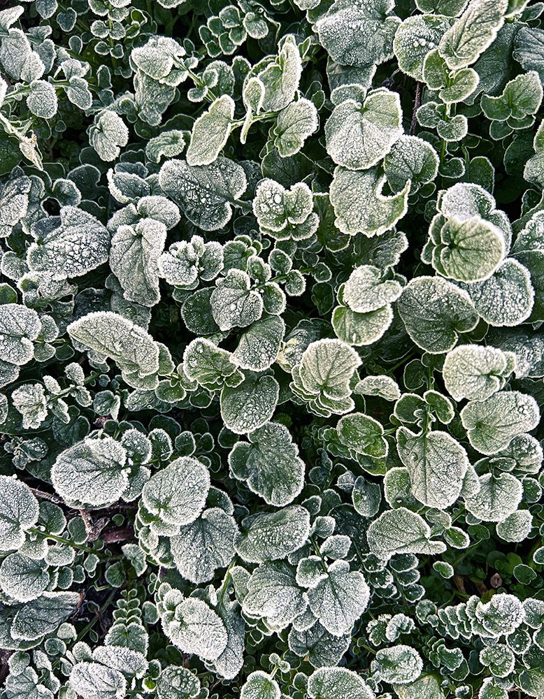 Frosted art print by Stephan Morais for $57.95 CAD