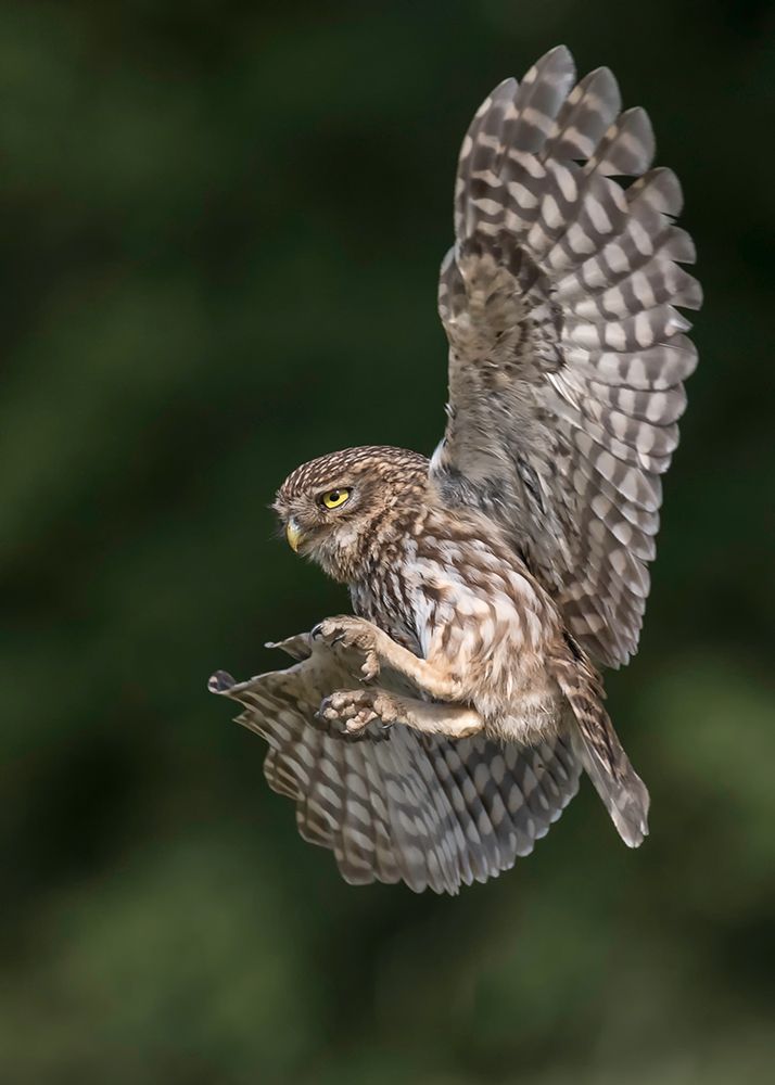 Little Owl art print by Eddy Helsen for $57.95 CAD