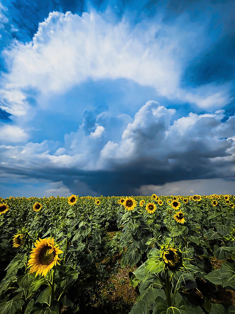 Sunflower storm art print by Sergey Trush for $57.95 CAD