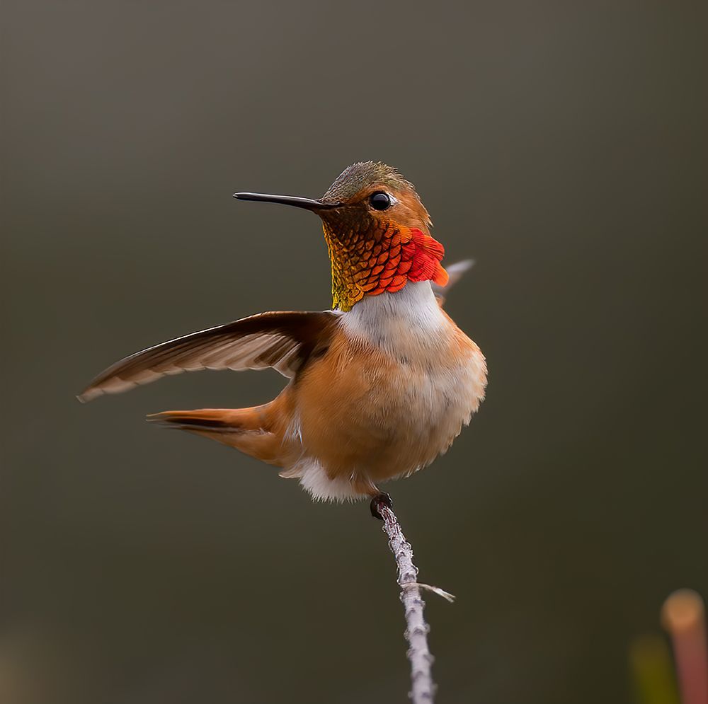 Hummingbird art print by Johnson Huang for $57.95 CAD