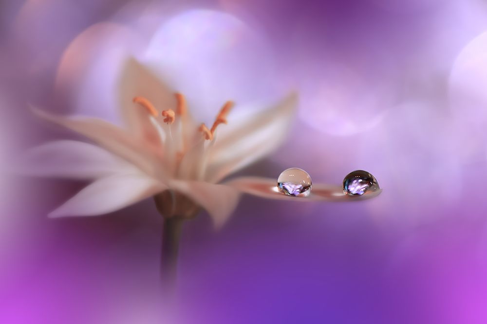 Purple Wind.. art print by Juliana Nan for $57.95 CAD