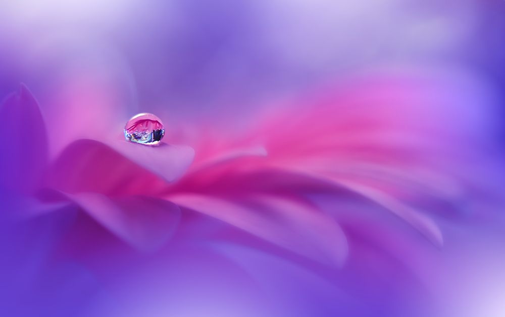Celebration Of Life..II art print by Juliana Nan for $57.95 CAD