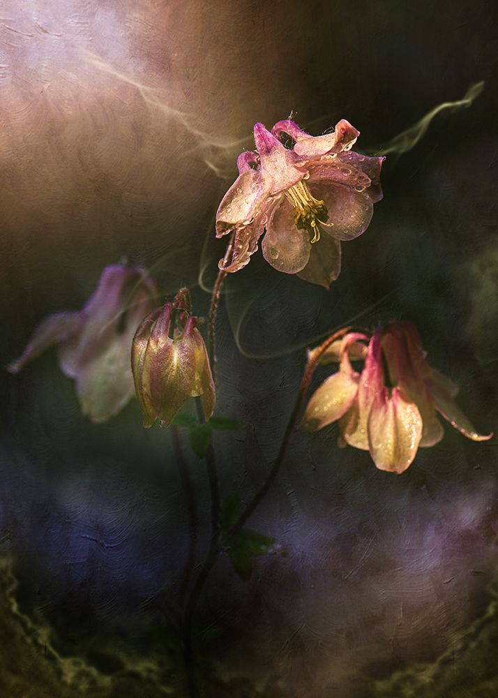 Common Columbine art print by Kristina Zvinakeviciute for $57.95 CAD