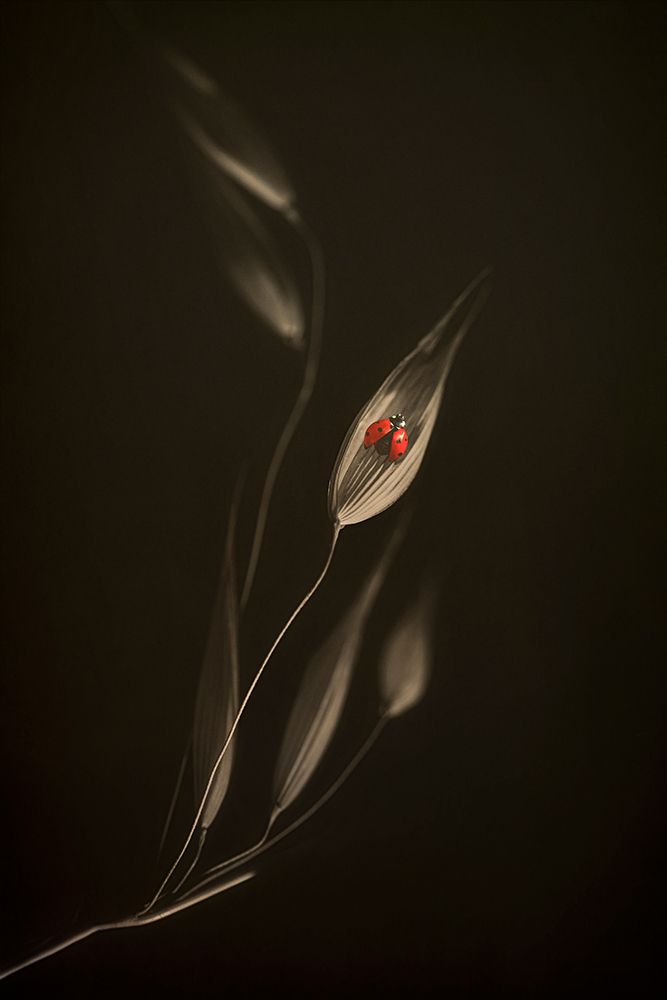A Resting Place art print by Cicek Kiral for $57.95 CAD
