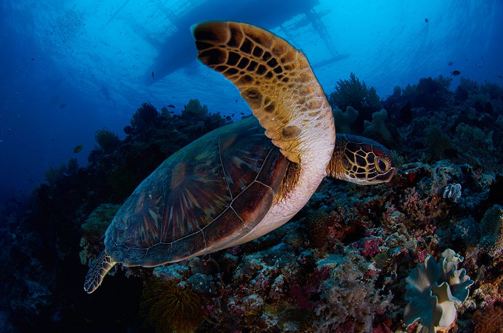Green Sea Turtle art print by Ryan Y Lin for $57.95 CAD