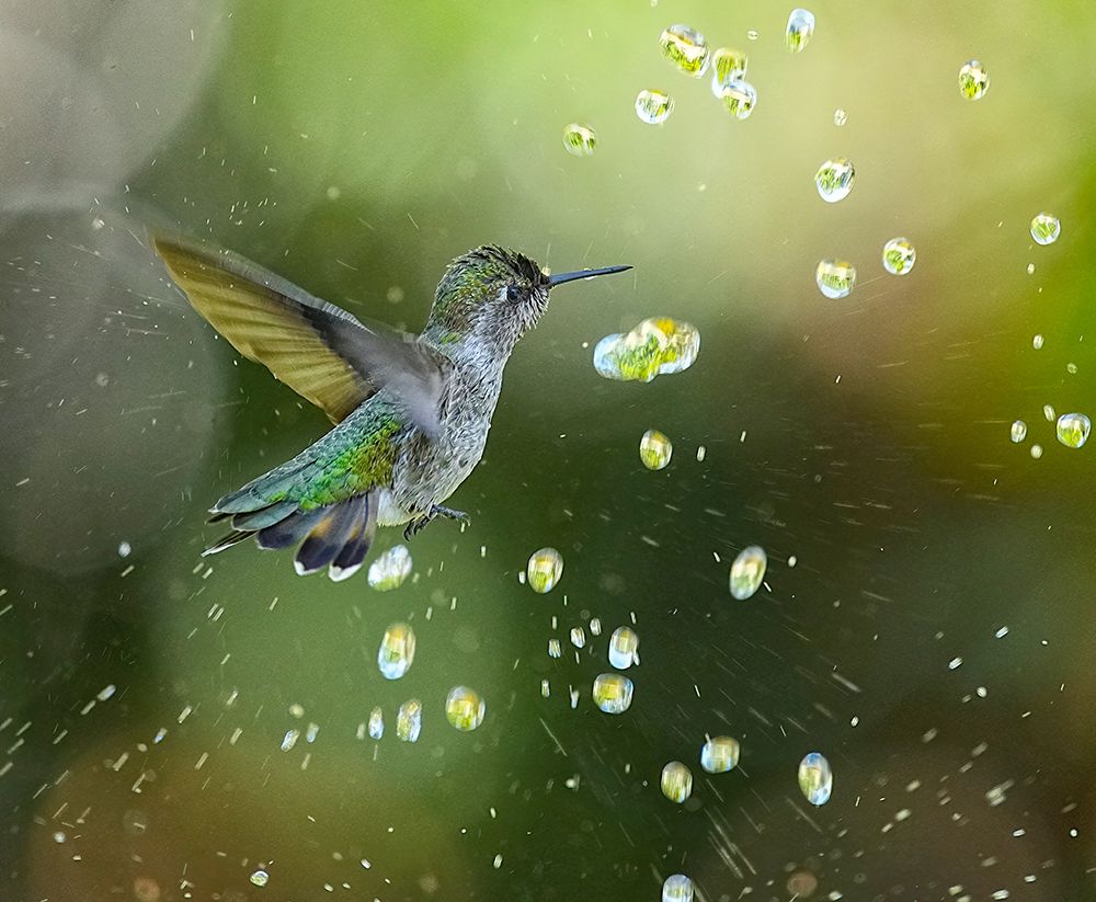 A Shower Of Diamonds art print by Xiaojian Huang for $57.95 CAD