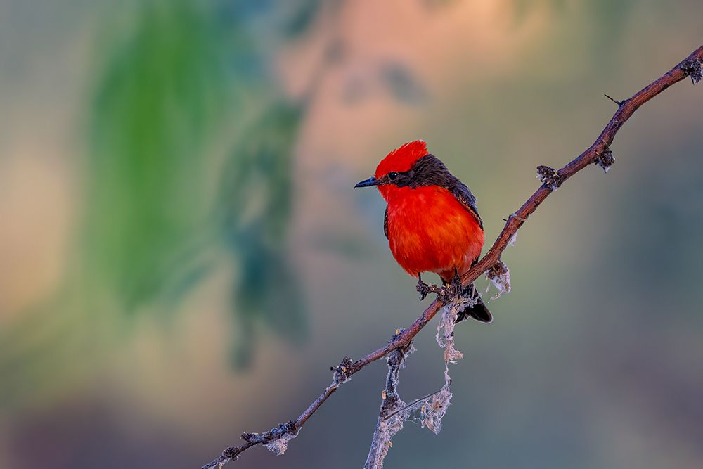 Vermilion Flycatcher art print by Jian Xu for $57.95 CAD