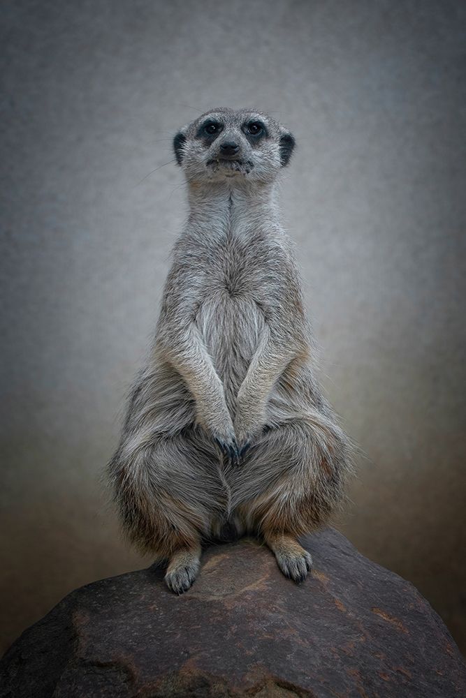 Suricata Suricatta - Sentinel Of The Desert art print by Mathilde Guillemot for $57.95 CAD