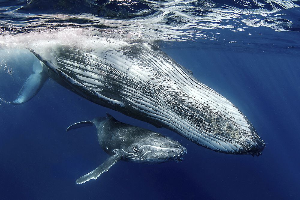 Humpback Whales art print by Cedric Peneau for $57.95 CAD