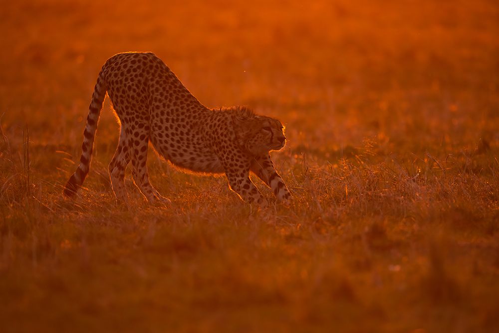 Relax At Dawn art print by Marco Pozzi for $57.95 CAD