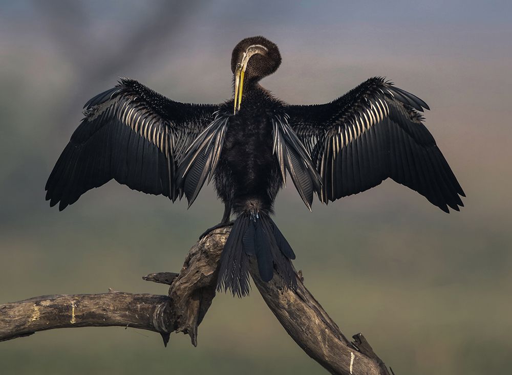 Darter Drying Wings At Bharatpur art print by Partha Sarkar for $57.95 CAD