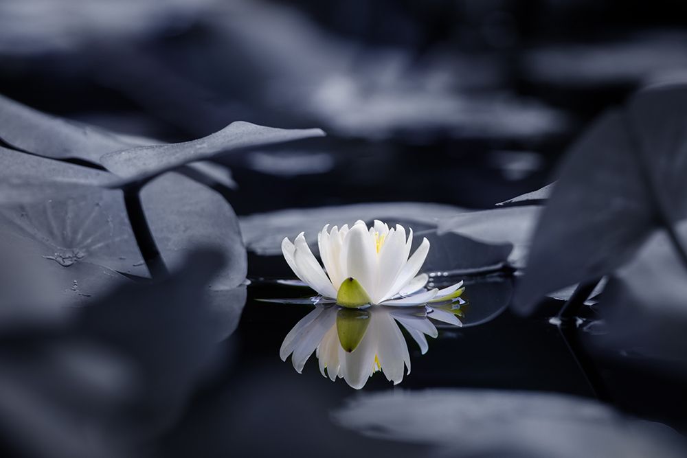 Water mirror art print by Takashi Suzuki for $57.95 CAD