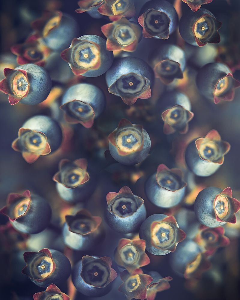 Blueberries art print by Kristina Zvinakeviciute for $57.95 CAD