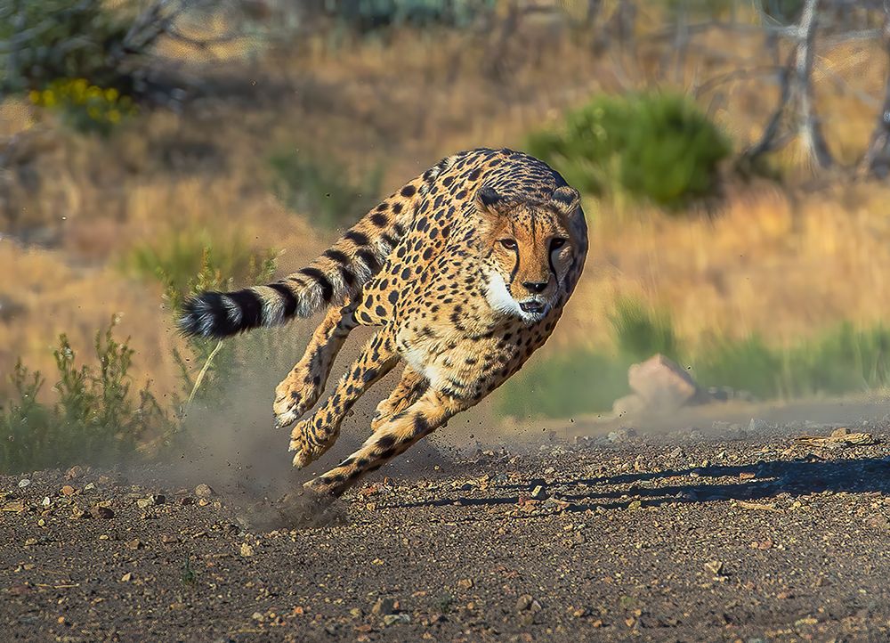 Cheetah art print by Johnson Huang for $57.95 CAD