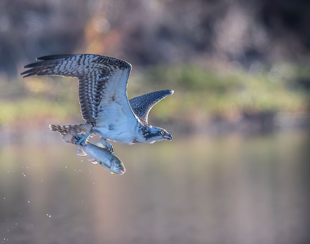 Osprey Flying With Fish art print by Judy Tseng for $57.95 CAD