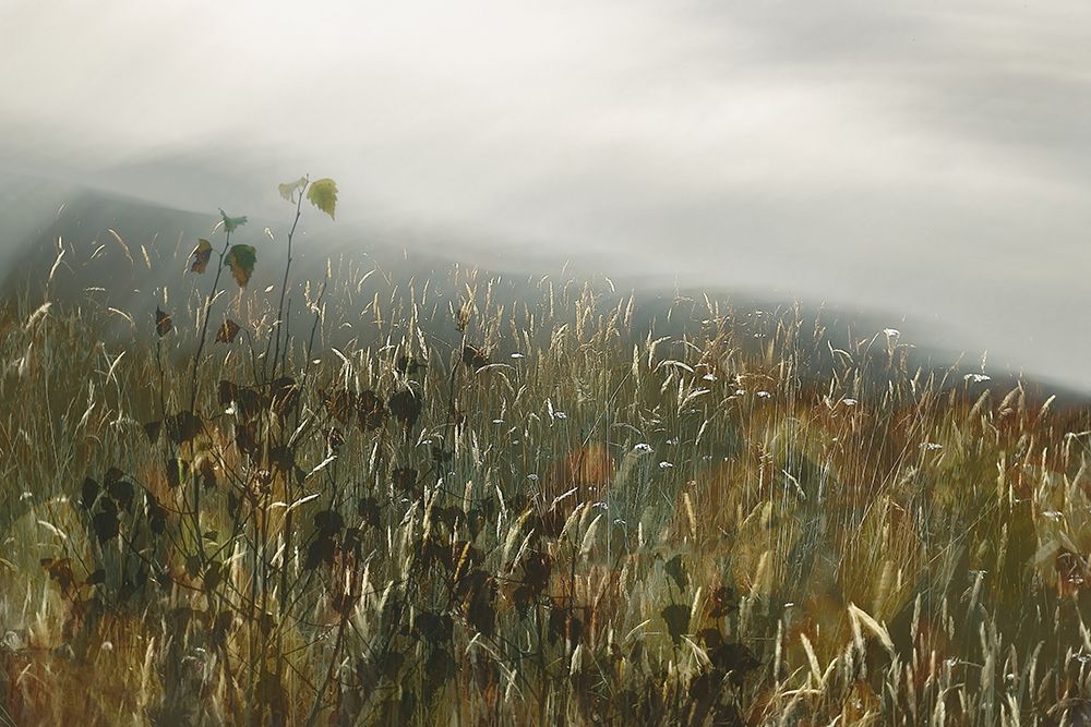 In the field art print by Nel Talen for $57.95 CAD