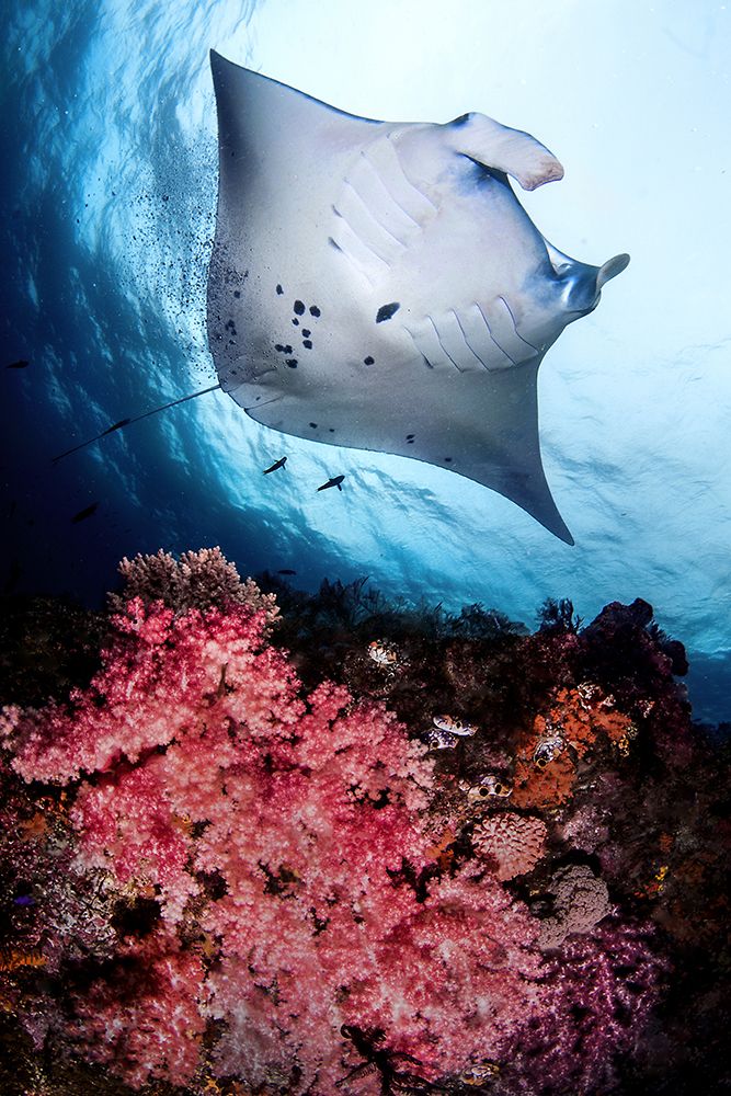 Manta and reef art print by Cedric Peneau for $57.95 CAD