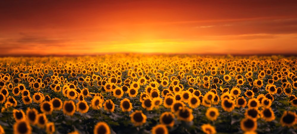 Sunset On Sunflower Field by Tiger Seo