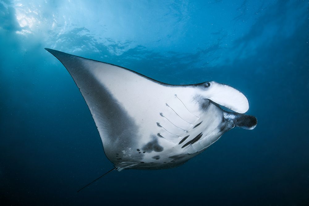 Majestic Manta art print by Cedric Peneau for $57.95 CAD