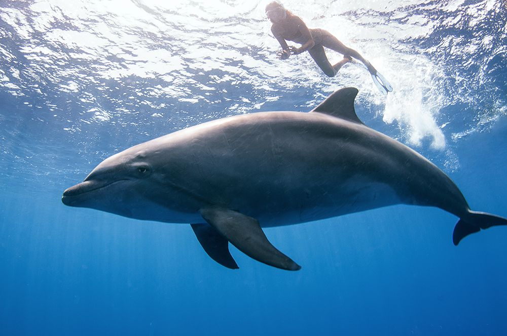 Dolphin And Human art print by Cedric Peneau for $57.95 CAD