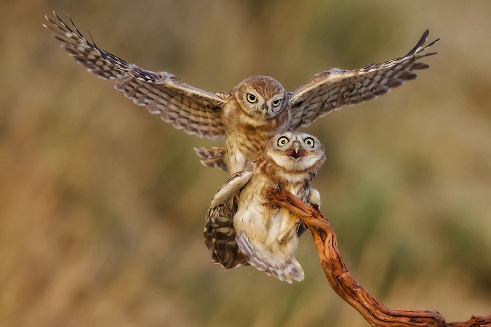 Little Owls art print by David Manusevich for $57.95 CAD