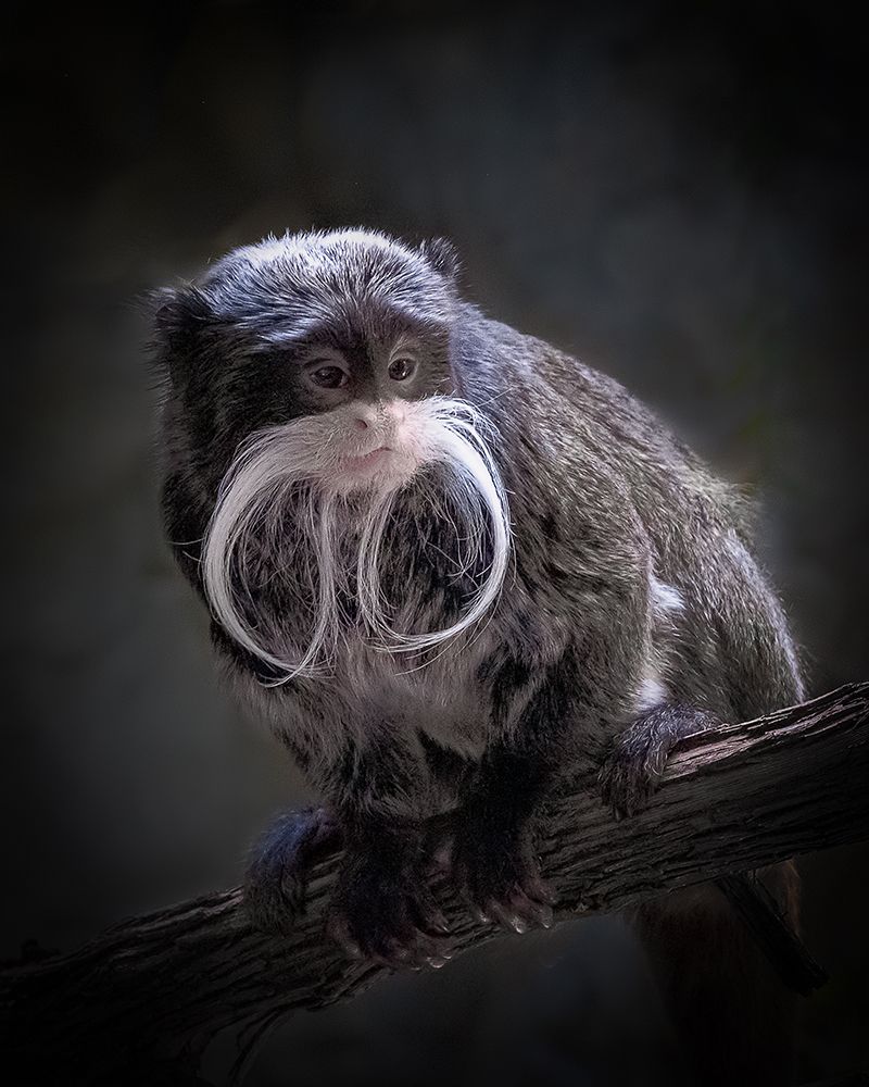 I Need A Trim art print by Bill Mugg for $57.95 CAD