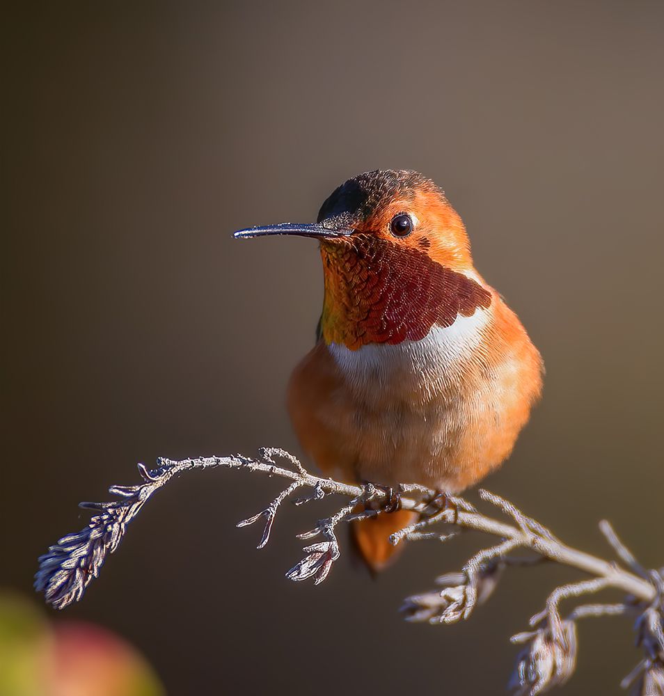 Hummingbird art print by Johnson Huang for $57.95 CAD