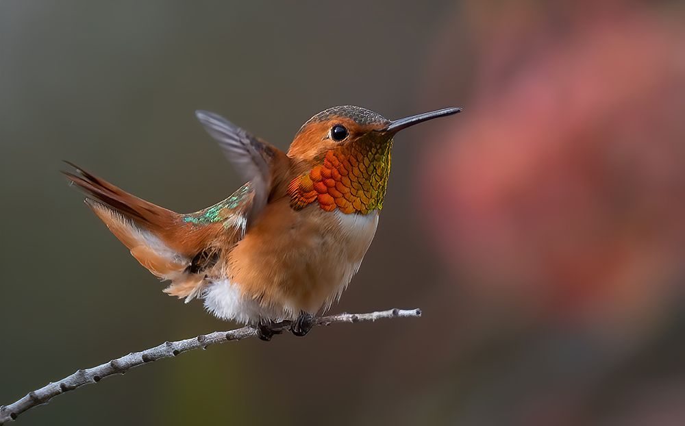 Hummingbird art print by Johnson Huang for $57.95 CAD