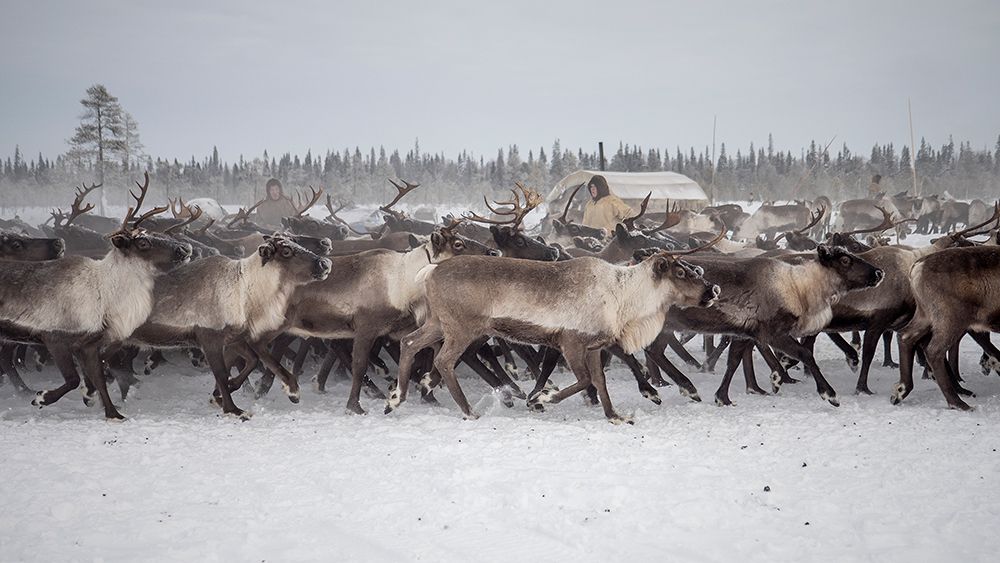 Herd In The Camp art print by Marcel Rebro for $57.95 CAD