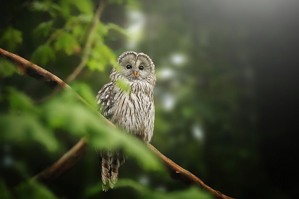 Ural Owl art print by Jiri Svestka for $57.95 CAD