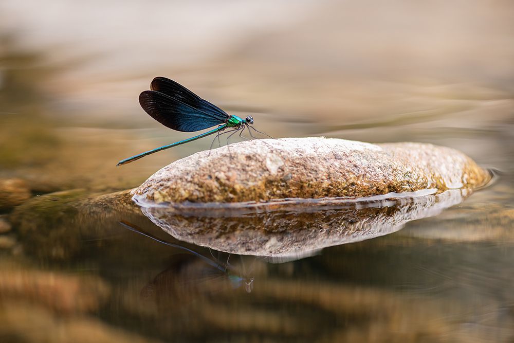 Damselfly art print by Ivy Deng for $57.95 CAD