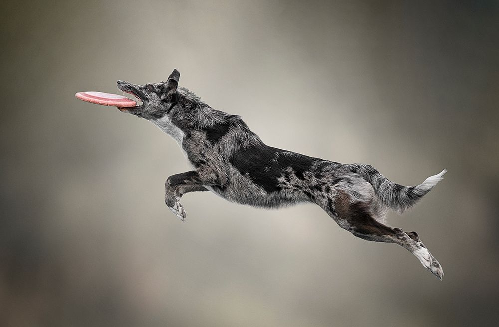 Disc Dog art print by Paula Casado Gutierrez for $57.95 CAD
