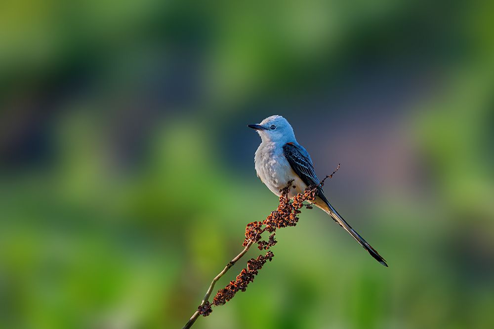 Scissor Tailed Flycatcher art print by Jian Xu for $57.95 CAD