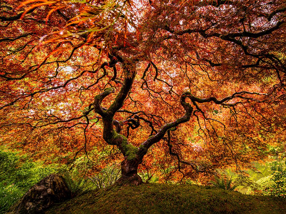 A Senior Maple Tree art print by Wenjin Yu for $57.95 CAD