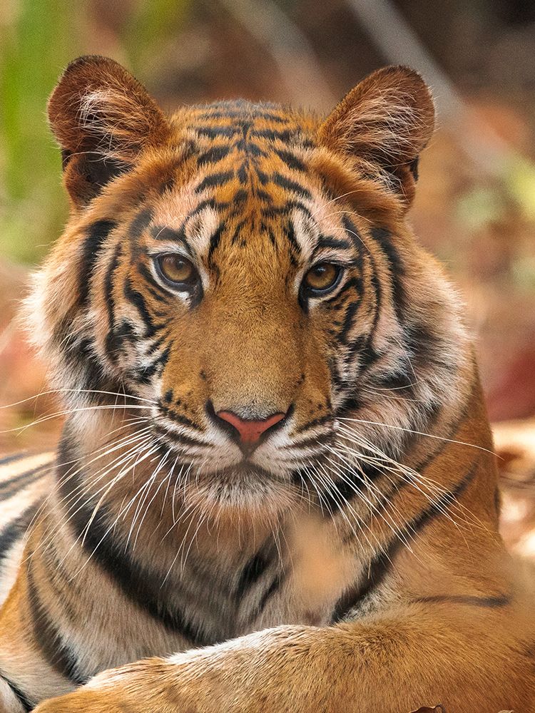 The Tiger Portrait art print by Sumangal Sethi for $57.95 CAD
