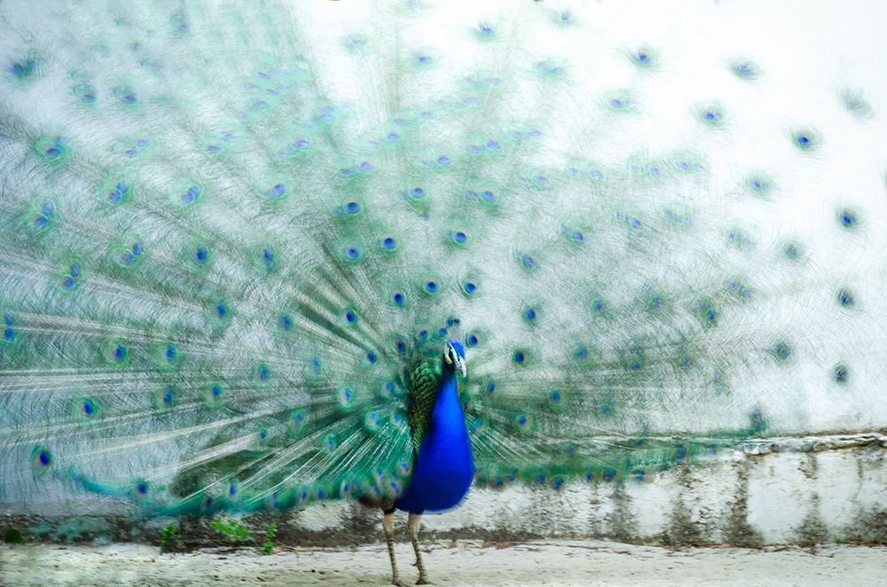 Peacock art print by Piera Polo for $57.95 CAD