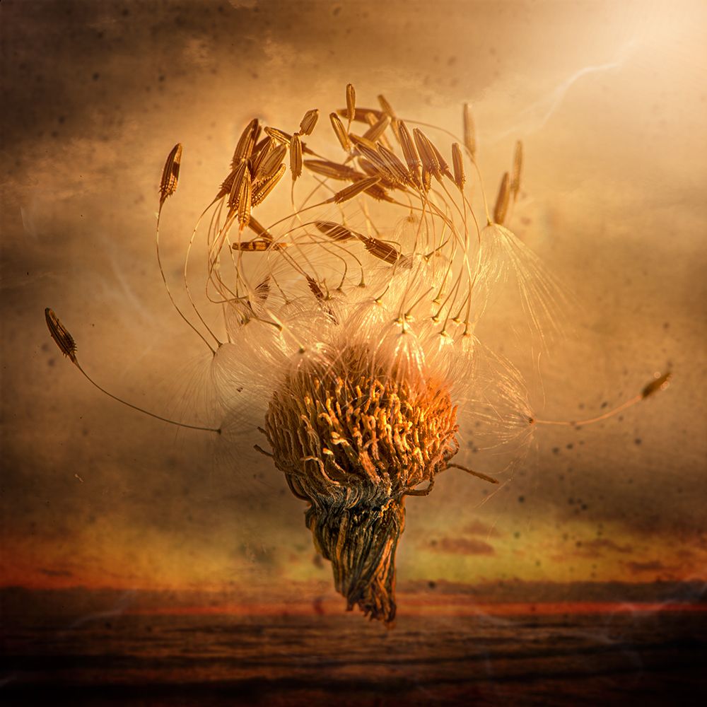 Flying Wishes art print by Kristina Zvinakeviciute for $57.95 CAD